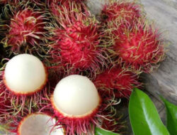 Wajib Tahu! Berikut Manfaat Rambutan untuk Kesehatan