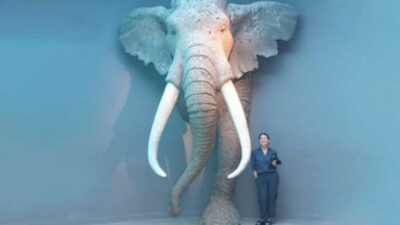 Begini Penampakan Gajah Raksasa yang Hidup 125.000 Tahun Lalu