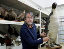 Fosil Penguin Purba Ditemukan di Selandia Baru