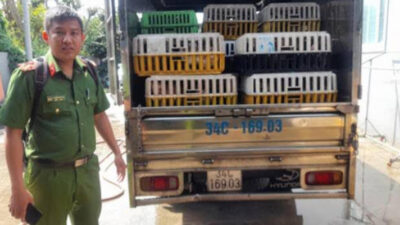 Polisi Vietnam Temukan 2.000 Bangkai Kucing, Diduga untuk Pengobatan Tradisional