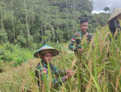 TNI Bantu Petani Panen Padi di Perbatasan RI-Malaysia