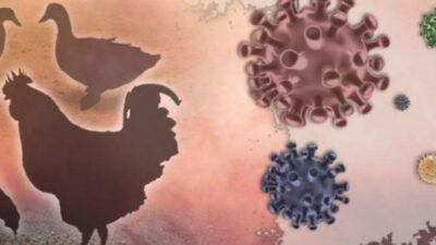 Waspada! Flu Burung Varian Baru yang Bisa Menular Ke Manusia