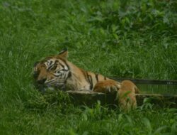 Harimau Ditemukan Tewas di Aceh Selatan