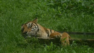 Harimau Ditemukan Tewas di Aceh Selatan