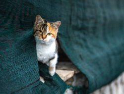 Kasus Mutilasi Kucing Gemparkan Jepang