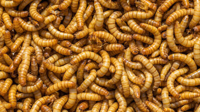 Bank Sampah Ini Membujuk serta Ajarkan Partisipan training Makan Maggot