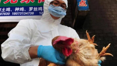 Seluruh Daerah Diminta Waspada Penularan Flu Burung Varian Baru