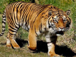 Ada Bekas Luka Cakar dan Gigitan, Warga Lampung Tewas Diduga Diterkam Harimau