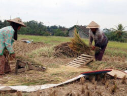 Perpadi: ImporJangan Sampai Abaikan Produksi Petani