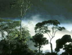 Badai Jakarta Selatan: Dua Pohon Tumbang, Timpa Rumah dan Kabel PLN
