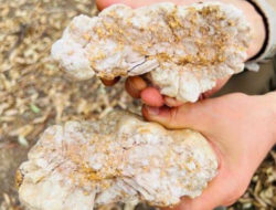 Bongkahan Emas Seberat 4,6 Kg Ditemukan di Austrilia