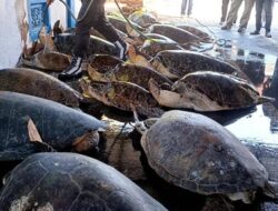 Made Japa Ditangkap Polisi Lantaran Jual Beli Daging Penyu