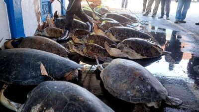 Made Japa Ditangkap Polisi Lantaran Jual Beli Daging Penyu
