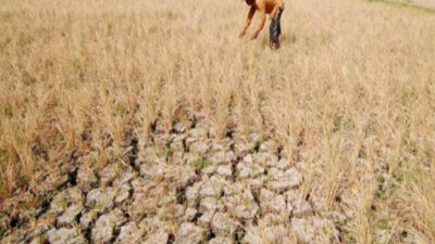 Harga Beras Mahal Karena Kemarau Ekstrem