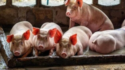 Lolos dari African Swine Fever Singapura Siap Sambut Babi Dari Indonesia