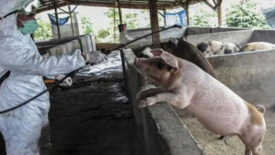 Jabar Dipastikan Tidak Ada Kasus Demam Babi Afrika