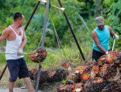 Kebijakan FPKM Dukung Kemitraan Petani dan Perusahaan Sawit