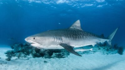 Pria Rusia Tewas Diterkam Hiu Macan di Laut Merah Mesir