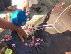 Jemaah Tarekat Syattariyah di Padang Mempraktikkan Prosesi Unik Penyembelihan Sapi Kurban