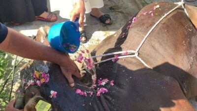 Jemaah Tarekat Syattariyah di Padang Mempraktikkan Prosesi Unik Penyembelihan Sapi Kurban