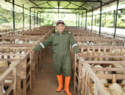 Setahun Gabung di DD Farm Yogyakarta, Sudigda Serap Ilmu Beternak hingga Mampu Berdaya