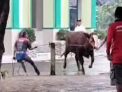 Sapi Kurban di Tangerang Seruduk Panitia Penyembelihan