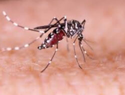 Nyamuk Dimandulkan untuk Tekan Kasus DBD di Indonesia