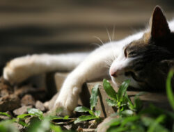 Fenomena Kucing Mati Misterius di Cianjur: Apakah Ada Virus yang Mengintai?