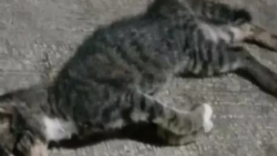 Soal Puluhan Kucing Mati Mendadak di Cianjur, Ini Kata Dokter Hewan