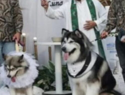 Pernikahan Mewah Anjing di Jakarta Memicu Polemik
