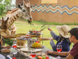 “Dine With Giraffe” Exclusive dan Satu-satunya Hotel di Jawa Barat yang Bisa Makan Bersama Jerapah