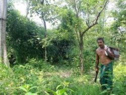 India Mengubah Undang-Undang Perlindungan Hutan, Mengundang Kekhawatiran Aktivis Lingkungan