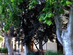 Penebangan Pohon di Kota Wisata Spanyol Menuai Kontroversi