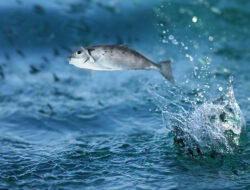 Jepang Berpendapat Ikan di Dekat Pembuangan Air Fukushima Bebas dari Kontaminasi Radioaktif