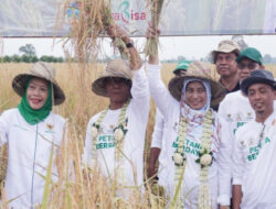 Panen Perdana di Kalsel BAZNAS Dorong Peningkatan Ekonomi Petani Lumbung Pangan