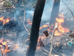 1,5 Hektare Lahan di Bantul Terbakar