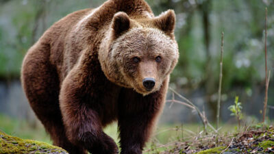 Beruang Serang dan Tewaskan Dua Orang di Taman Nasional Banff, Alberta, Kanada