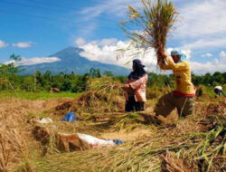 Kementan Targetkan Produksi Beras 3,5 Juta Ton hingga Akhir 2023