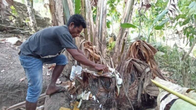 Warga Sikka Minum dari Batang Pisang akibat Kekeringan