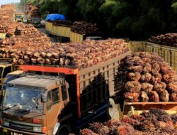 Malaysia Menang Besar di WTO, Uni Eropa Tunduk pada Putusan terkait Diskriminasi Produk Biofuel Sawit