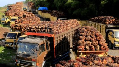 Malaysia Menang Besar di WTO, Uni Eropa Tunduk pada Putusan terkait Diskriminasi Produk Biofuel Sawit