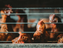 Jepang Deteksi Kasus Pertama H5 yang Sangat Menular, 40.000 Ayam Akan Dimusnahkan