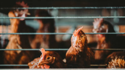 Jepang Deteksi Kasus Pertama H5 yang Sangat Menular, 40.000 Ayam Akan Dimusnahkan