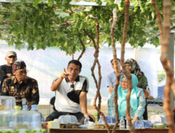 Hari Minggu, Mentan Amran Turun Tinjau Petani Anggur di Palu