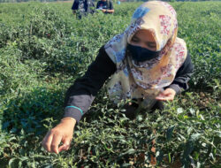Stabilkan Harga, Kementan Bersama Petani Champion Guyur Pasokan Cabai ke Pasaran