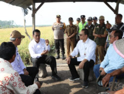 Mentan Amran Optimasi Lahan Rawa Naikkan Indeks Pertanaman di Ogan Ilir