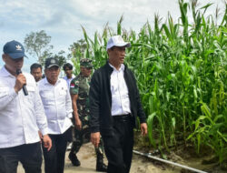Jagung Tumbuh Baik Seumur Jabatan Mentan Amran Bertugas Kembali