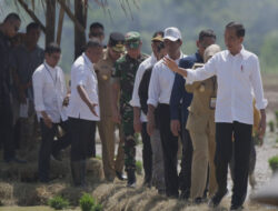 Tinjau Penanaman Padi di Pekalongan, Presiden Jokowi: Kita Kejar Tanam, Tanam, Tanam