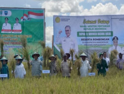 Panen Padi di Manokwari, Wamentan Dorong Jadi Lumbung Pangan Papua Barat