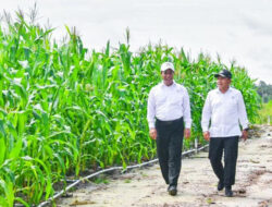 Mentan Amran Bantah Food Estate Gunakan Pot